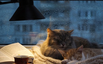Vì sao những ngày mưa lại khiến ta mệt mỏi và buồn ngủ?