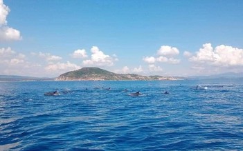Đàn cá heo hơn 200 con nô đùa với ca nô trên biển Phú Yên
