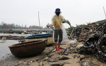 Phú Yên: Cá nuôi trên sông chết hàng loạt do sốc nước ngọt