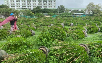 Phú Yên: Gió mùa đông bắc giật ngã hoa vụ tết, xe máy người đi đường