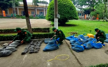 An Giang: Bắt vụ vận chuyển trái phép 94 cá thể rùa và kỳ đà