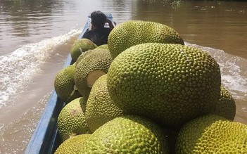 Chủ vựa méo mặt vì giá mít giảm