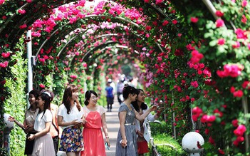 Hoa hồng ngoại 'đi' máy bay về Hà Nội tham gia lễ hội hoa hồng Bulgaria