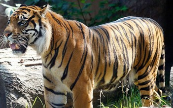 Hổ vồ nát tay nhân viên khu du lịch: Dừng tương tác với động vật hoang dã?