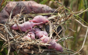 Rước họa vì thịt lạ: Rùng rợn chuột con đỏ hỏn, vảy tê tê đầy vi khuẩn