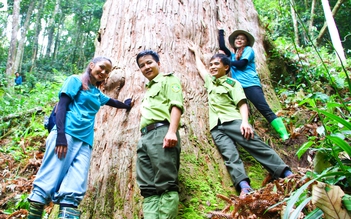 Xúc động ngắm nhìn những 'cụ' cây Việt Nam nghìn năm tuổi