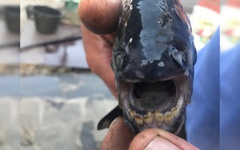 Cá piranha răng người xuất hiện ở Nga