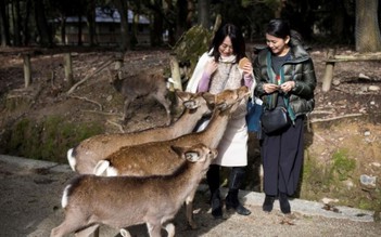 Muốn cứu nai thiêng Nara, người Nhật sáng chế túi nhựa ăn được