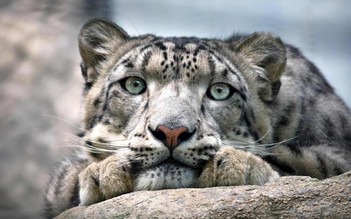 Ba con báo tuyết chết vì Covid-19 ở sở thú Mỹ