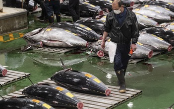 Kinh tế Nhật Bản khởi sắc, cá ngừ quay lại mức giá nhiều tỉ đồng