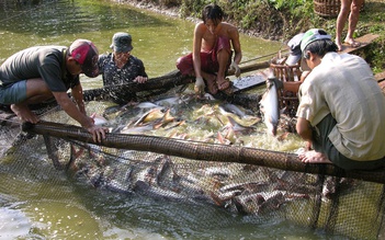 Nhà nông lao đao vì chi phí tăng cao