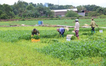 Nghịch lý rau xanh 'đội giá', nông dân H.Hóc Môn (TP.HCM) 'khóc ròng'