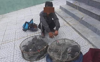 Phạt một người dân vì bẫy gầm ghì lưng nâu ở rừng phòng hộ Bắc Hải Vân