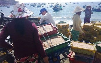 Ngư dân Bình Định vào mùa ruốc