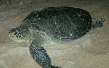 Trắng đêm cứu hộ rùa biển đẻ trứng