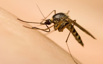 Việt Nam chưa phát hiện ca nhiễm vi rút Zika
