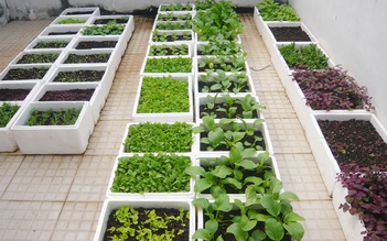 Làm nông trên phố: Tự lập vườn rau tại nhà