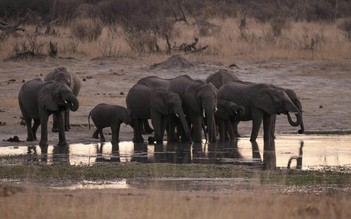 55 con voi gục chết vì đói khát ở Zimbabwe