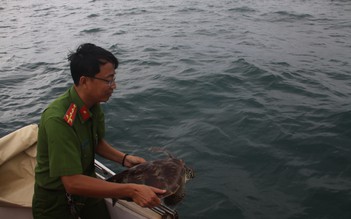 Bị khởi tố vì nuôi nhốt rùa biển trái phép