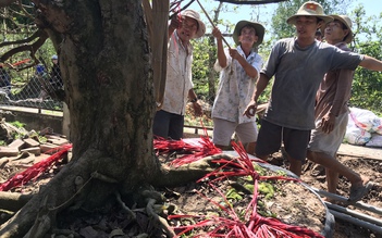 'Vương quốc hoa kiểng' khắp miền vào mùa Tết - Kỳ 7: Những 'cao thủ' chạy sô