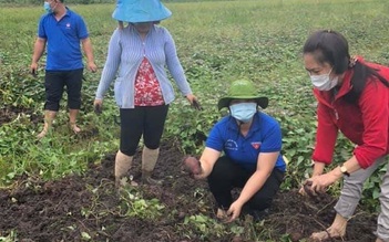 Tỉnh đoàn Vĩnh Long vận động người dân tham gia giải cứu khoai lang