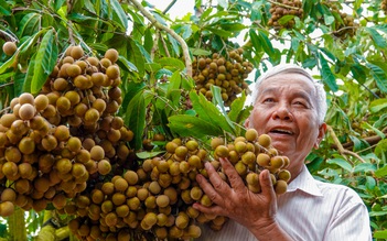 Độc nhất miền Tây: Vườn nhãn xuồng tím, nhãn siêu trái của lão nông U.70