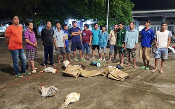 Kiên Giang: Triệt phá tụ điểm đá gà, bắt giữ 14 người
