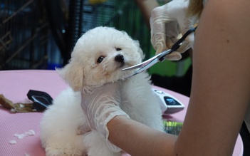 Làm đẹp cho thú cưng đón tết, thu nhập tiền triệu mỗi ngày