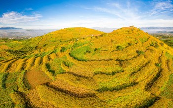 'Ruộng bậc thang' hoa dã quỳ nhuộm vàng núi lửa R'Chai