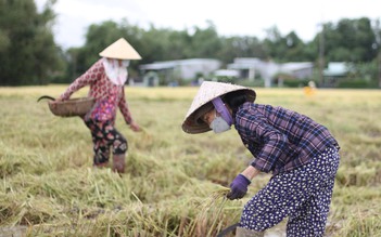 Bình Định: Lúa ngã rạp chưa kịp gặt, lại sắp có thêm đợt mưa gió bất thường