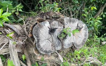 Bình Định: Điều tra vụ 'khai thác nhầm' hơn 2,7 ha rừng phòng hộ