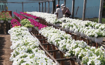 Về với người tình Sa Đéc