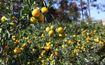 Jeju, xứ sở thần tiên
