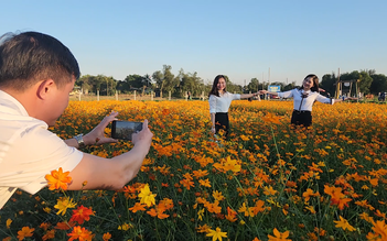 Lạc vào cánh đồng hoa sao nhái đẹp hút hồn: thỏa thích chụp ảnh không mất phí