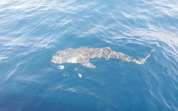 Ngư dân Phú Quốc gặp cá voi xám quý hiếm trên biển
