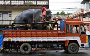 Voi du lịch châu Á bị giữ trong ‘điều kiện ác nghiệt’