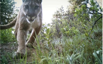 Cậu bé 8 tuổi bị sư tử tấn công gần nhà