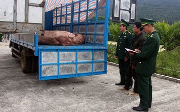 Bắt giữ 2 xe tải chở 1,8 tấn lợn xuất lậu sang Trung Quốc
