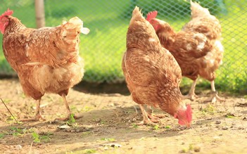 Gà mái đẻ trứng 'chứa' thuốc trị ung thư