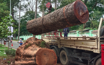 Đốn 3 cây xanh trồng trước 1975 đường Nguyễn Bỉnh Khiêm, công ty cây xanh nói gì?