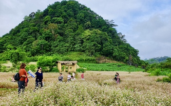 Đến Hà Giang tháng 5, check-in vườn hoa tam giác mạch trái mùa đẹp ngất ngây