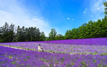 Mùa hoa lavender ở Hokkaido