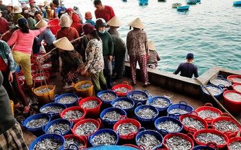Ngư dân Bình Định được mùa thủy sản: Có chuyến ra khơi thu được 30 triệu đồng