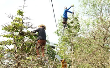 Khởi động thị trường hoa, kiểng tết