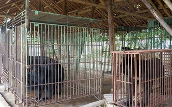 Gấu tại các trại nuôi ở Quảng Ninh chết hàng loạt
