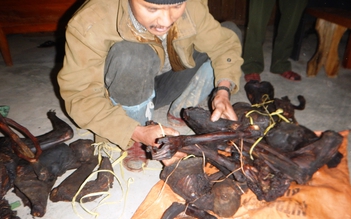Khởi tố vụ giết 13 con voọc trong rừng Phong Nha - Kẻ Bàng