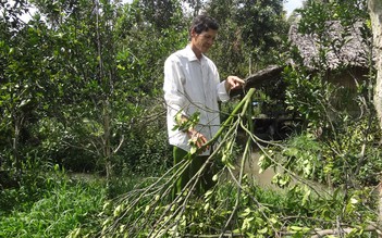 Cam chết hàng loạt do chích thuốc 'lạ'