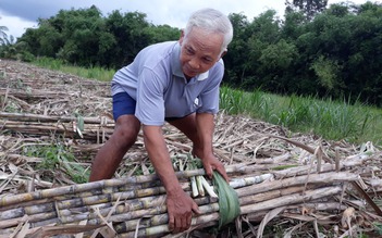 Nông dân lâm nợ vì mía