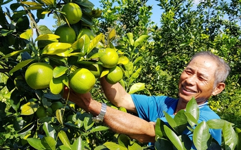 Cây cam 'hồi sinh' vùng đất cằn