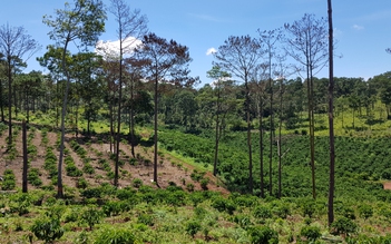 Vì đâu rừng Lâm Đồng tan hoang ?: Rừng cộng đồng 'chia năm xẻ bảy'